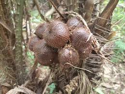 Salak (Snake Fruit)